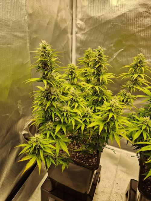 Auto Pineapple Glue. Week 10