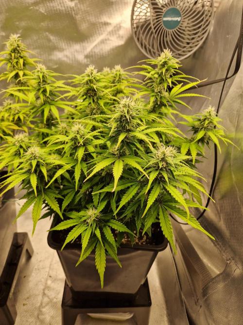 Auto Pineapple Glue. Week 10