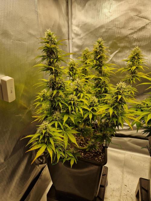 Auto Pineapple Glue. Week 10
