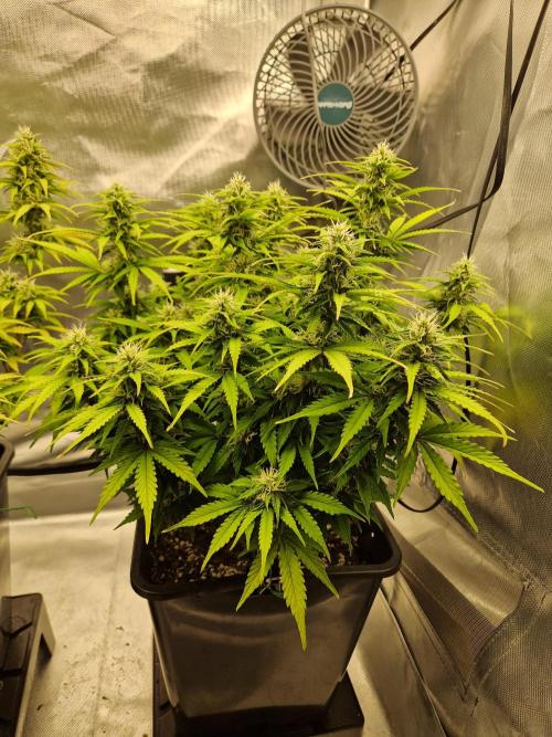 Auto Pineapple Glue. Week 10