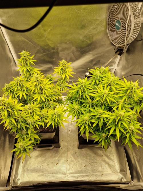 Auto Pineapple Glue. Week 10