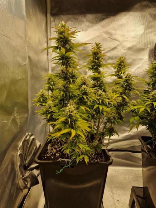 Auto Pineapple Glue. Week 10
