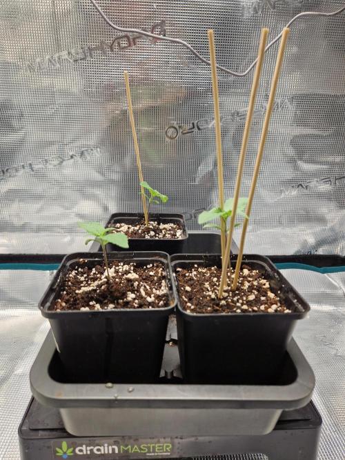 Apples Bananas n Peaches. Week 2