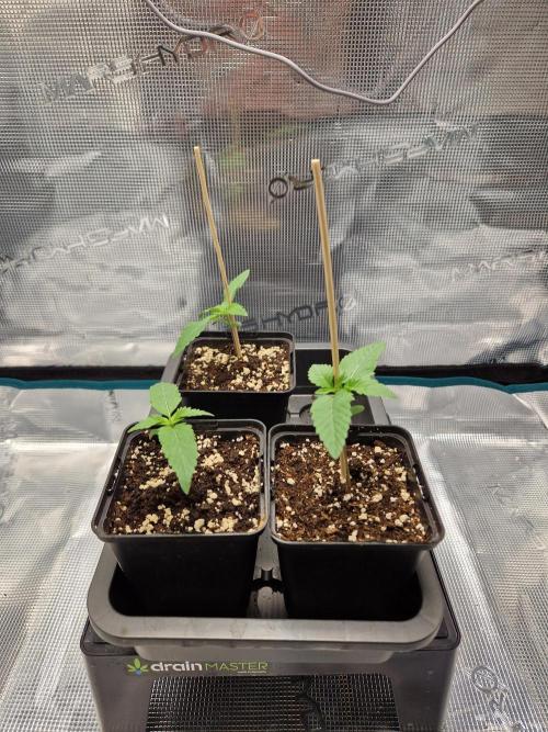 Apples Bananas n Peaches. Week 2