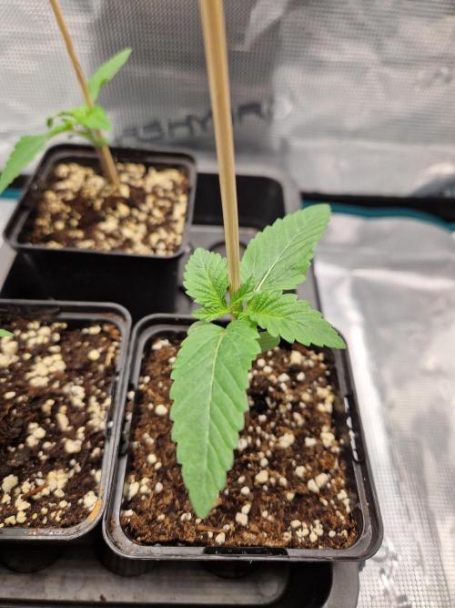 Apples Bananas n Peaches. Week 2