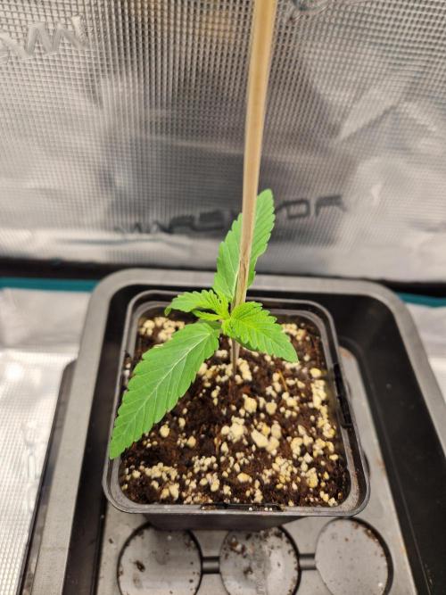 Apples Bananas n Peaches. Week 2