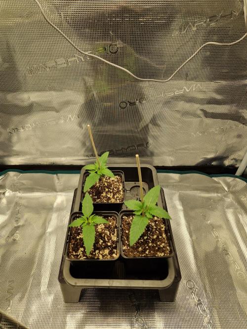 Apples Bananas n Peaches. Week 2