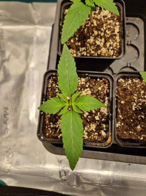 Apples Bananas n Peaches. Week 2