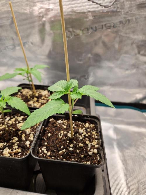 Apples Bananas n Peaches. Week 2