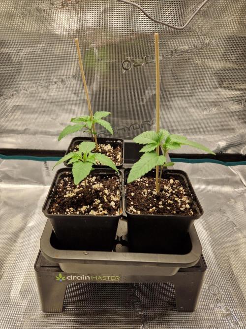 Apples Bananas n Peaches. Week 2