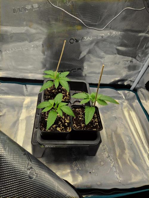 Apples Bananas n Peaches. Week 2