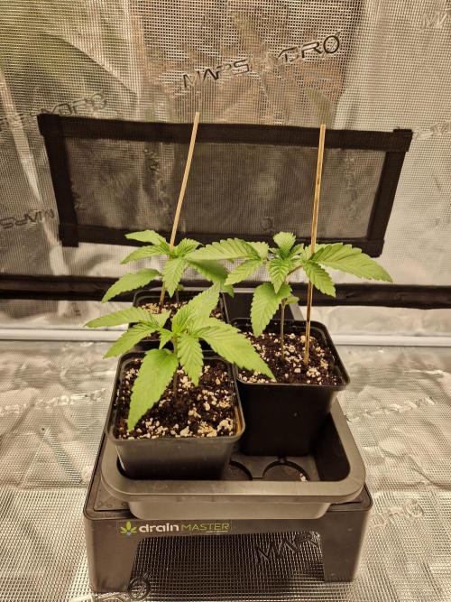 Apples Bananas n Peaches. Week 2