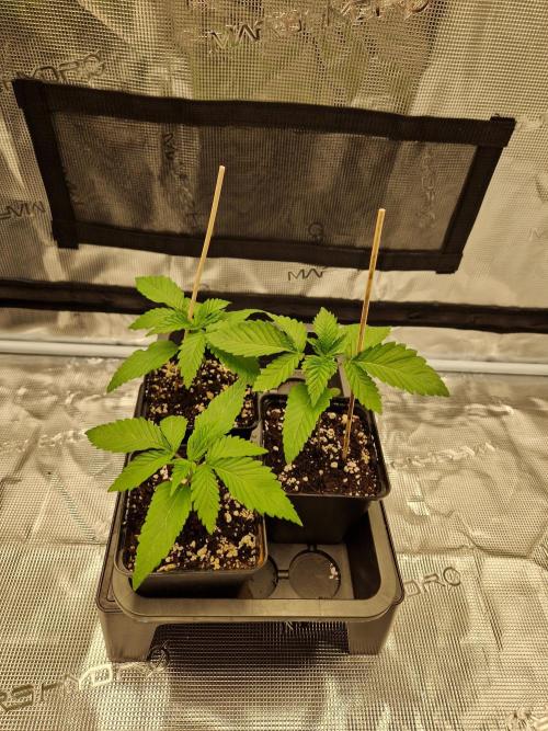 Apples Bananas n Peaches. Week 2