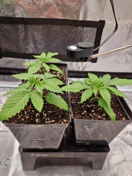 Apples Bananas n Peaches. Week 2