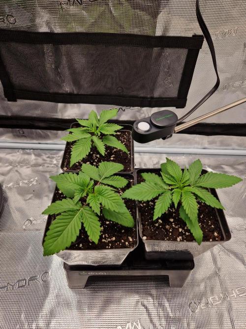 Apples Bananas n Peaches. Week 2