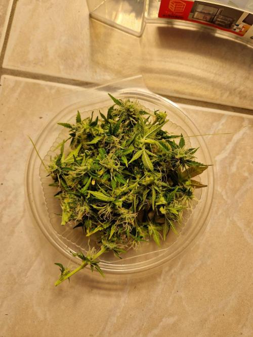 Auto Pineapple Glue. Week 11