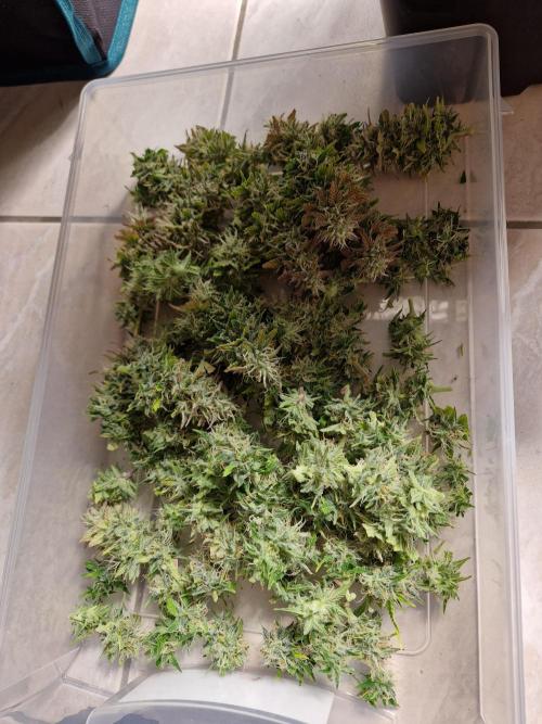 Auto Pineapple Glue. Week 11