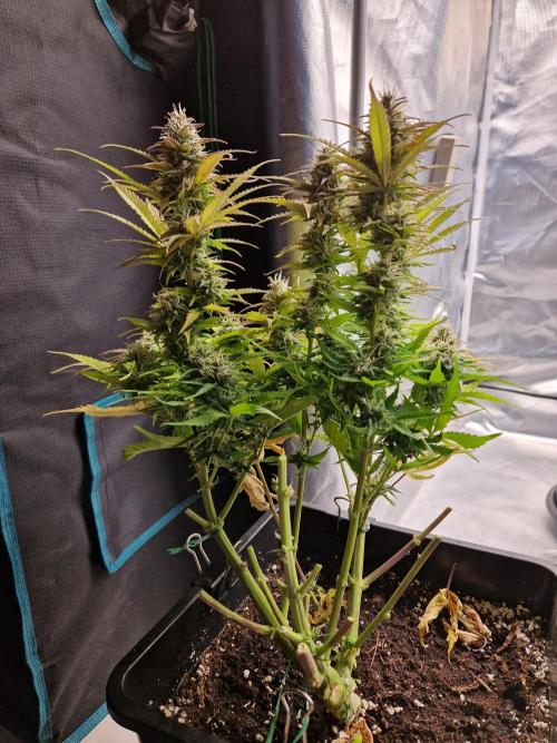 Auto Pineapple Glue. Week 11