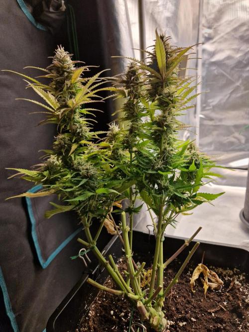 Auto Pineapple Glue. Week 11