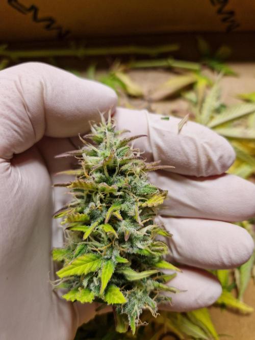 Auto Pineapple Glue. Week 11