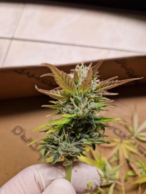 Auto Pineapple Glue. Week 11