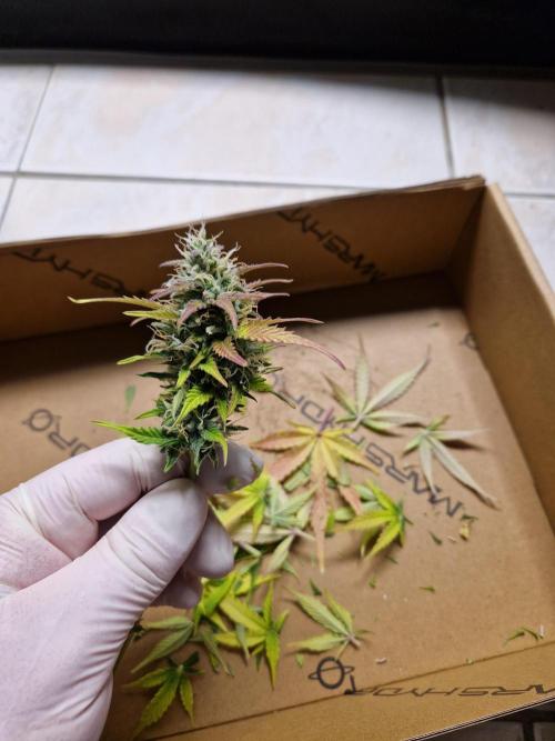 Auto Pineapple Glue. Week 11