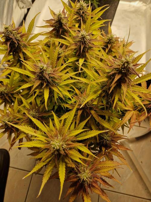 Auto Pineapple Glue. Week 11