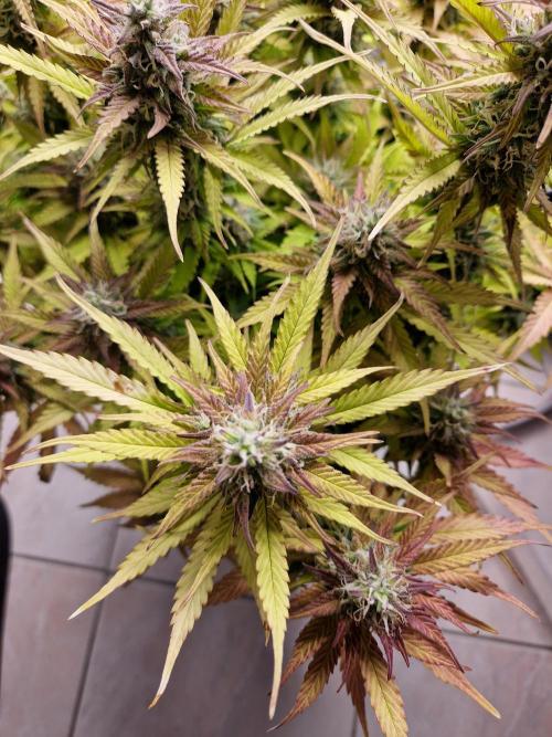 Auto Pineapple Glue. Week 11