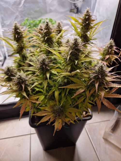 Auto Pineapple Glue. Week 11