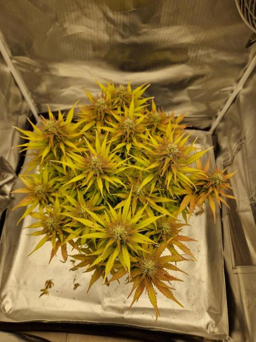 Auto Pineapple Glue. Week 11
