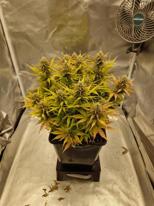 Auto Pineapple Glue. Week 11