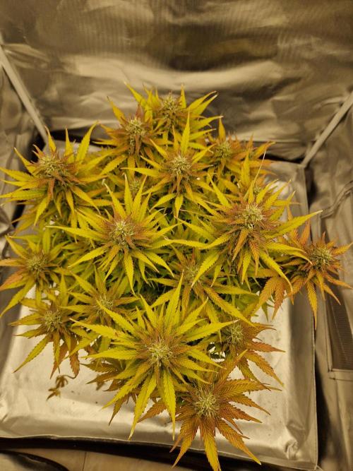 Auto Pineapple Glue. Week 11