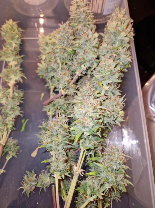 Auto Pineapple Glue. Week 11
