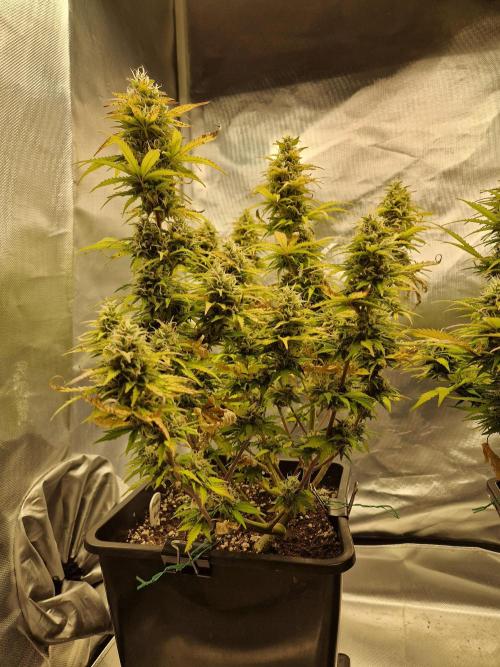 Auto Pineapple Glue. Week 11