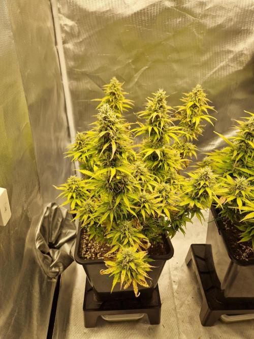 Auto Pineapple Glue. Week 11