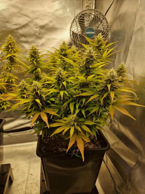 Auto Pineapple Glue. Week 11