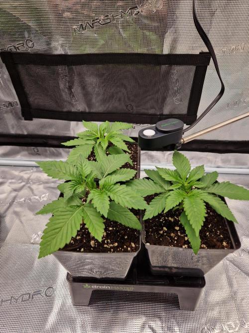 Apples Bananas n Peaches. Week 3