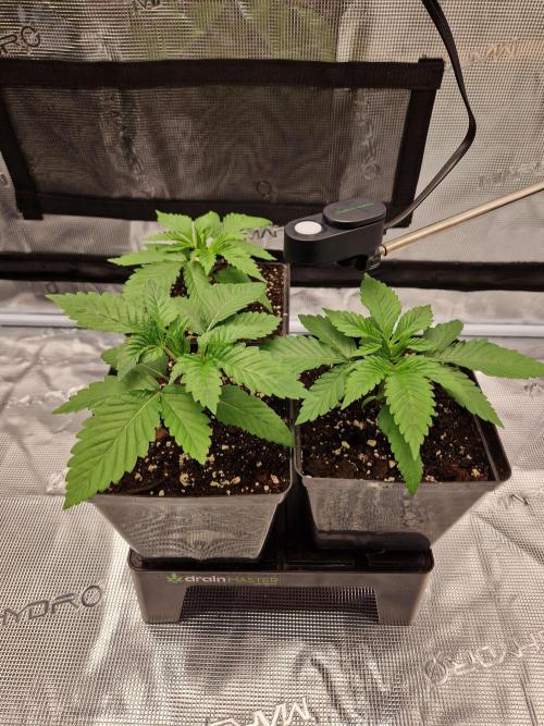 Apples Bananas n Peaches. Week 3