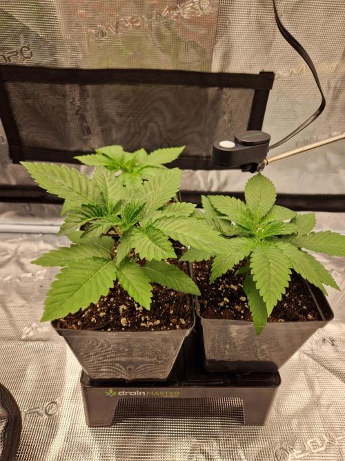 Apples Bananas n Peaches. Week 3