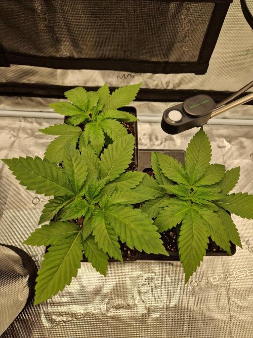 Apples Bananas n Peaches. Week 3