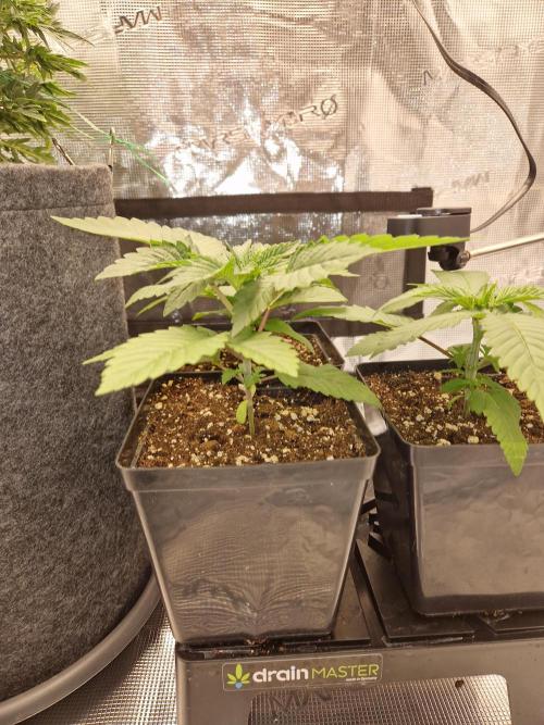 Apples Bananas n Peaches. Week 3