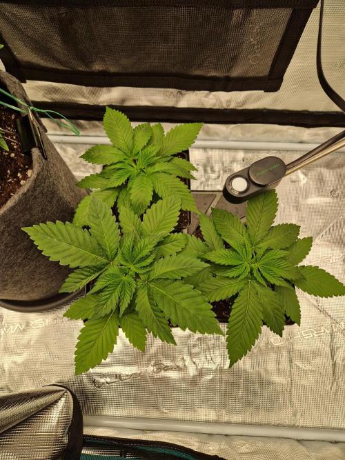 Apples Bananas n Peaches. Week 3