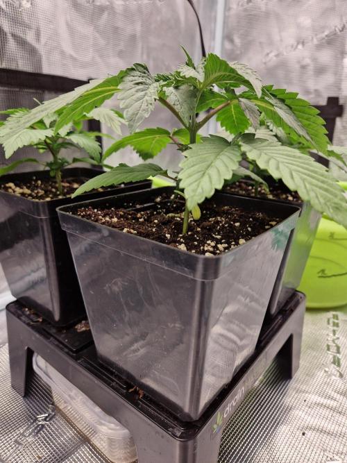 Apples Bananas n Peaches. Week 3