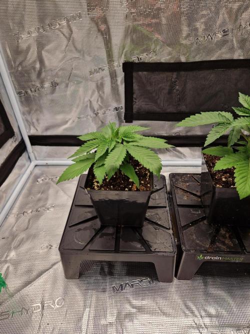 Apples Bananas n Peaches. Week 3