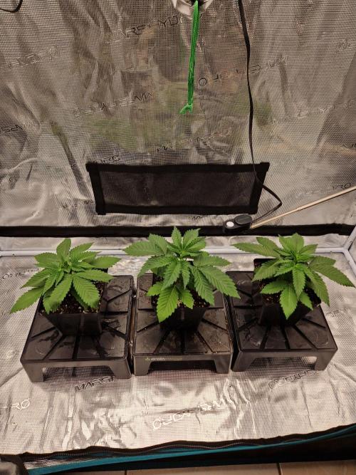 Apples Bananas n Peaches. Week 3