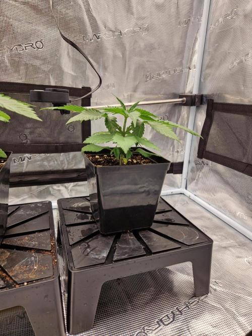 Apples Bananas n Peaches. Week 3