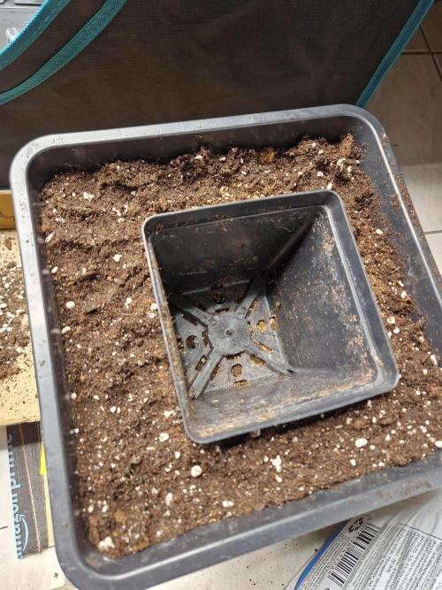 Apples Bananas n Peaches. Week 3