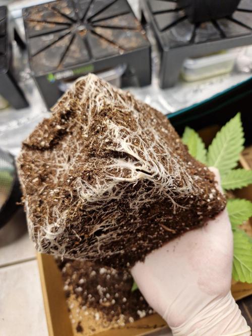 Apples Bananas n Peaches. Week 3