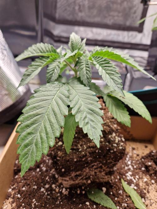 Apples Bananas n Peaches. Week 3