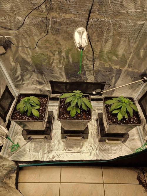 Apples Bananas n Peaches. Week 3